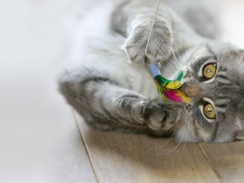 The Best Toys for Felines